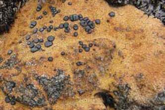 Alaska species lichens Orange Boulder Lichen
