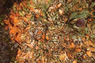 Alaska species lichens Orange Chocolate Chip Lichen