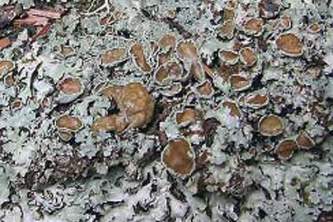 Alaska species lichens Salted Shield Lichen