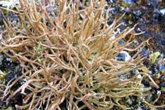 Alaska species lichens Smooth Cladonia