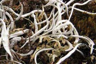 Alaska species lichens Tundra Spaghetti