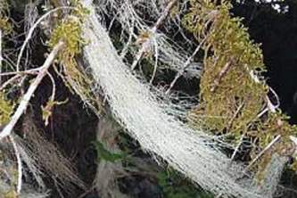 Alaska species lichens Witchs Hair