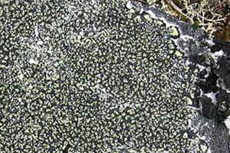 Alaska species lichens Yellow Map Lichen