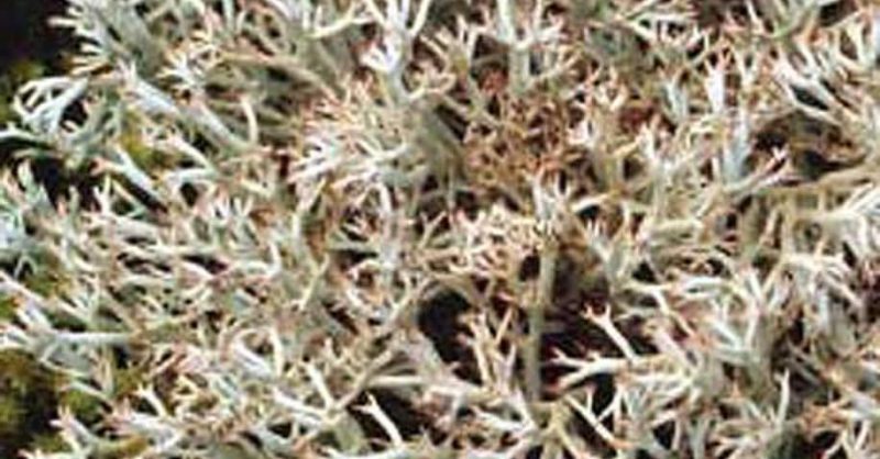 Gray Reindeer Lichen  New Hampshire Garden Solutions