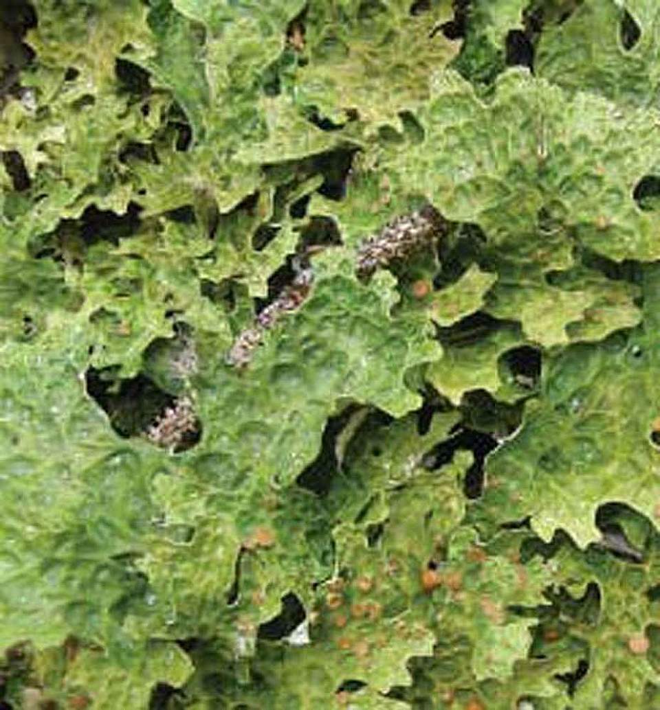 Alaska species lichens Cabbage lungwort