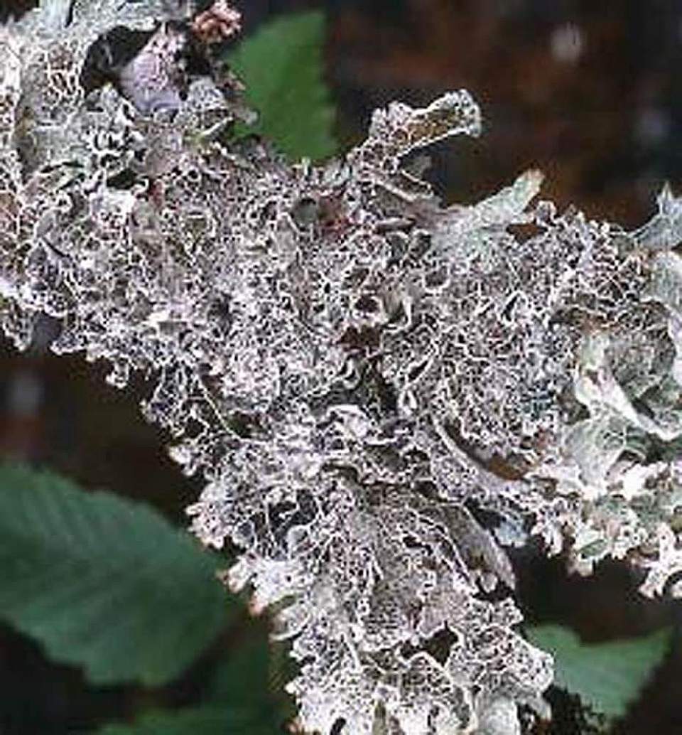 Alaska species lichens Crinkled Rag Lichen