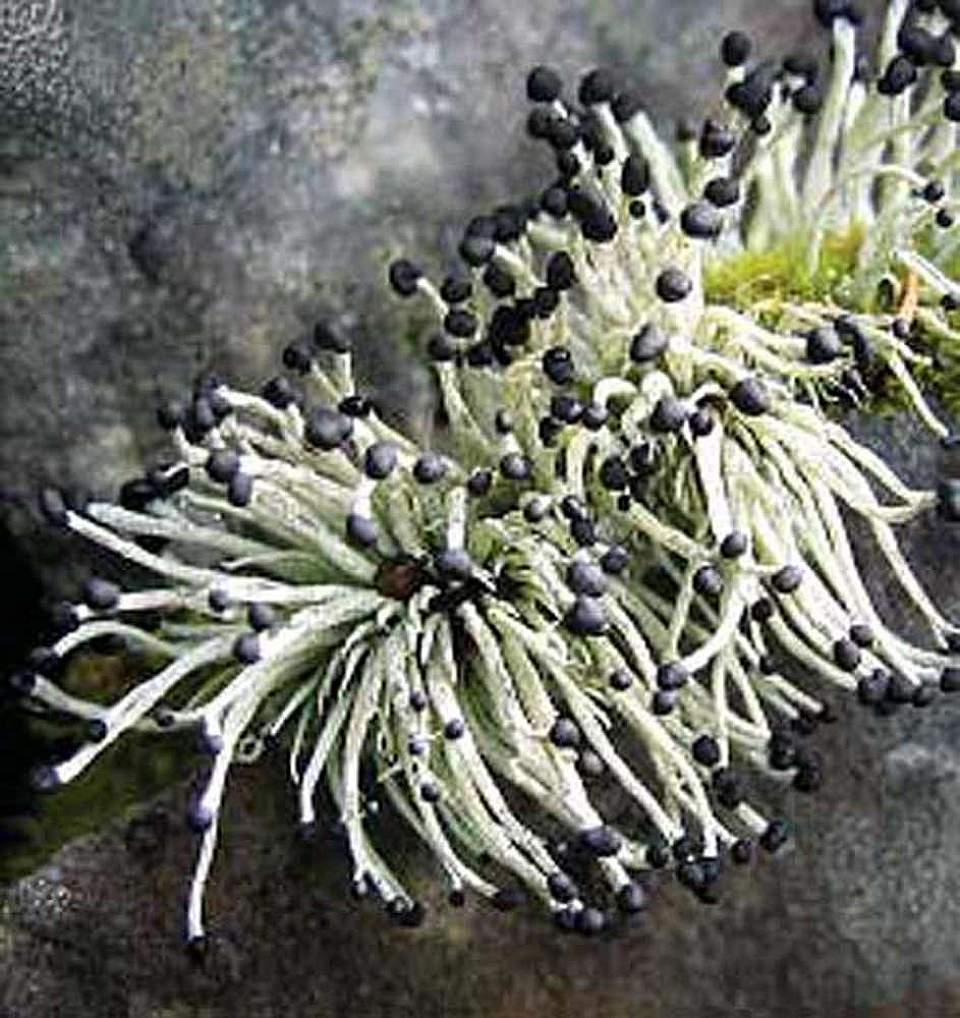 Alaska species lichens Devils Matchstick