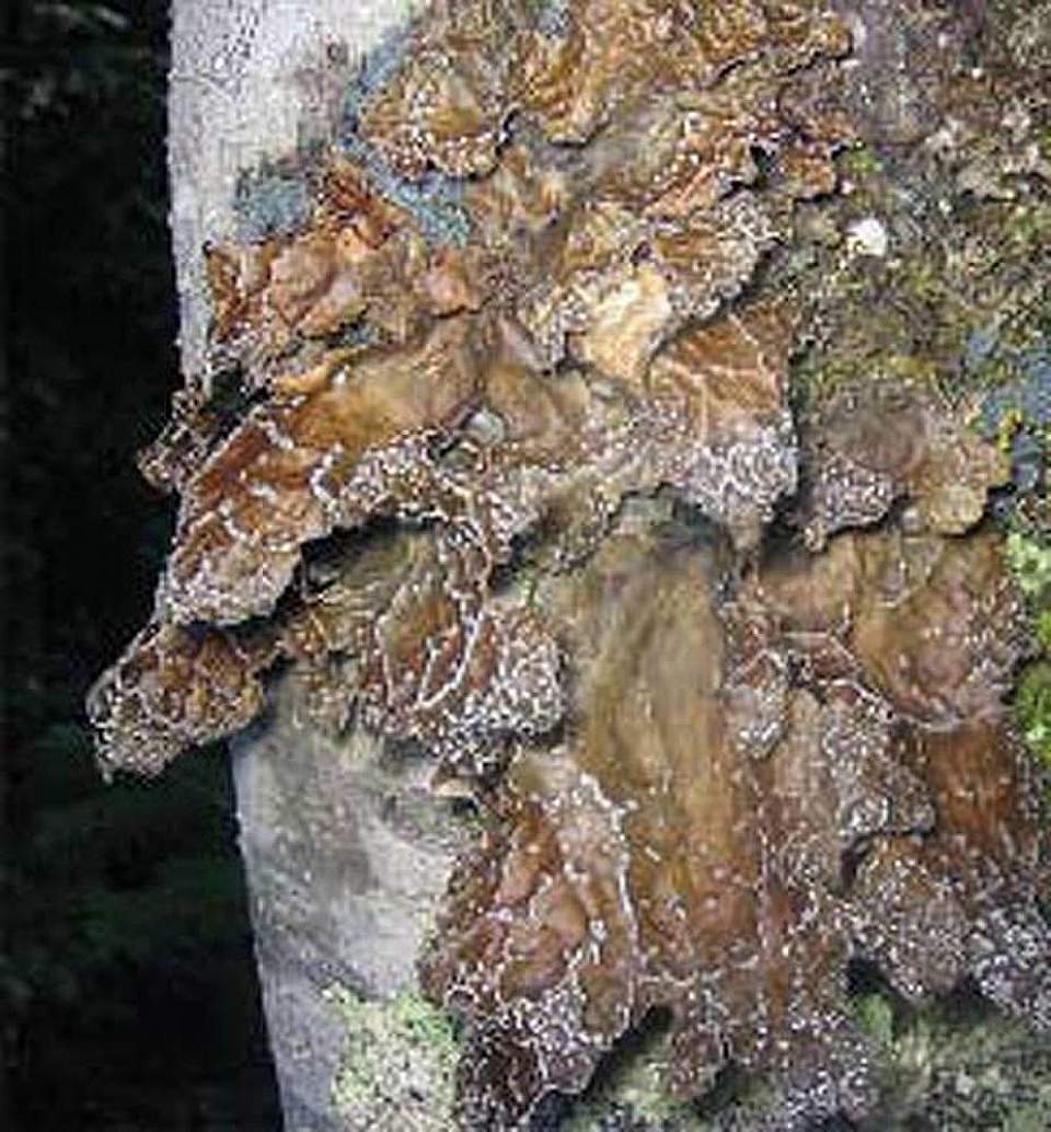 Alaska species lichens Dimpled Specklebelly Lichen