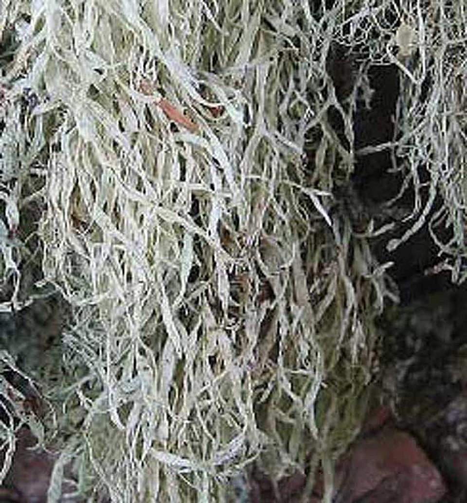 Alaska species lichens Dotted Ramalina