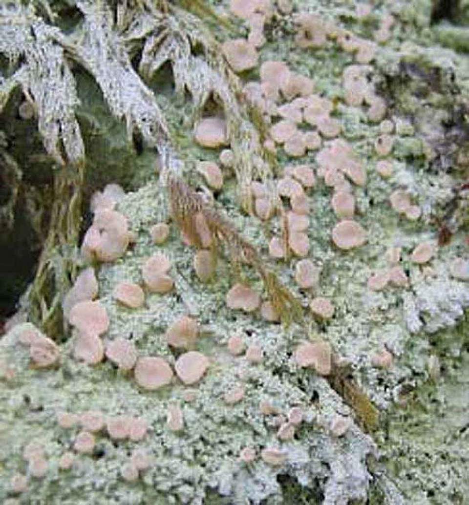 Alaska species lichens Fairy Barf