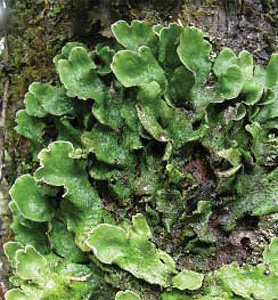 Alaska species lichens Flaky Freckle Pelt