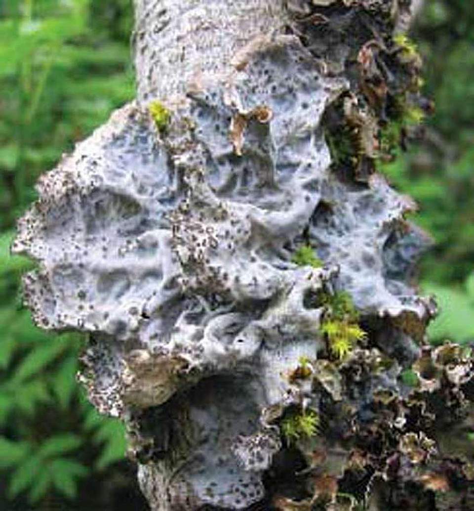 Alaska species lichens Gray Lungwort