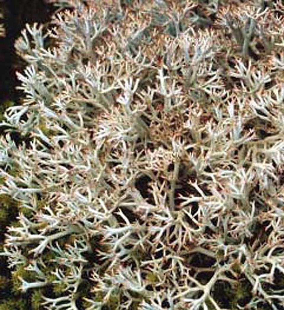 Alaska species lichens Gray Reindeer Lichen