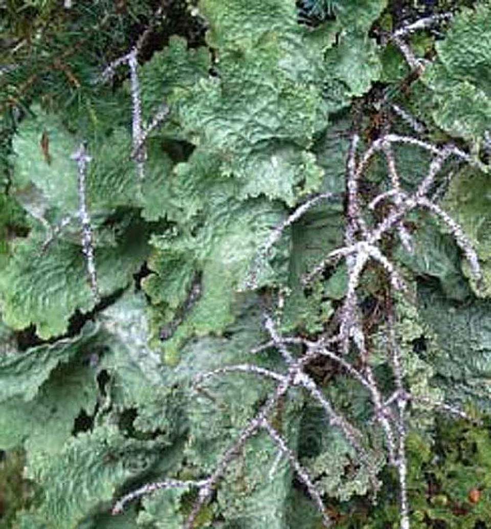 Alaska species lichens Lettuce Lichen