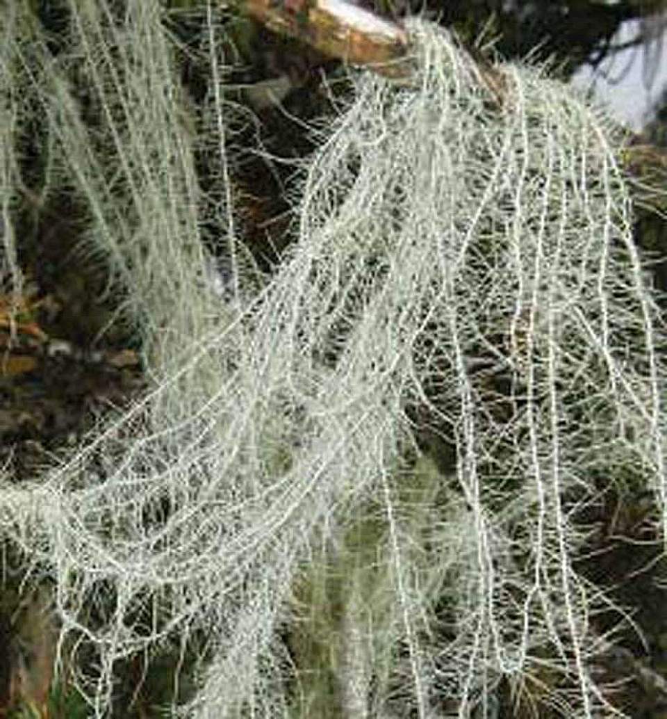 Alaska species lichens Methusulas Beard
