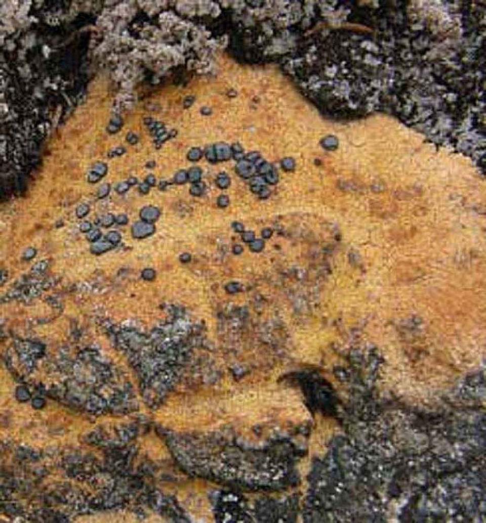 Alaska species lichens Orange Boulder Lichen