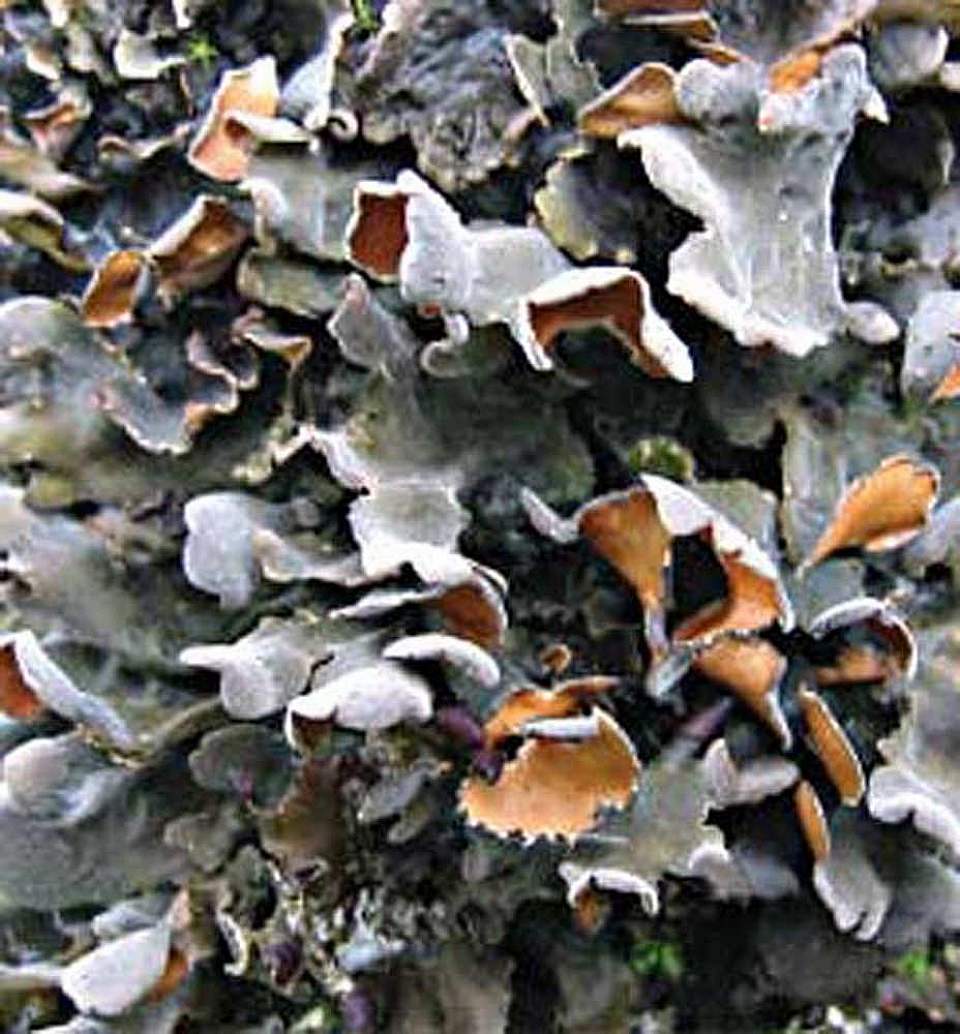 Alaska species lichens Pimpled Kidney Lichen