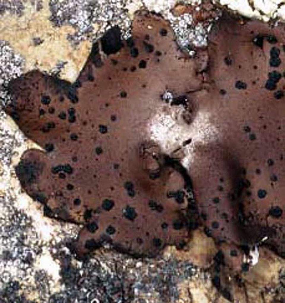 Alaska species lichens Rock Tripe