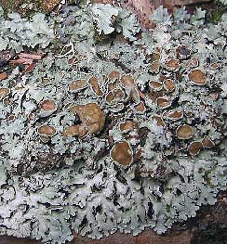 Alaska species lichens Salted Shield Lichen