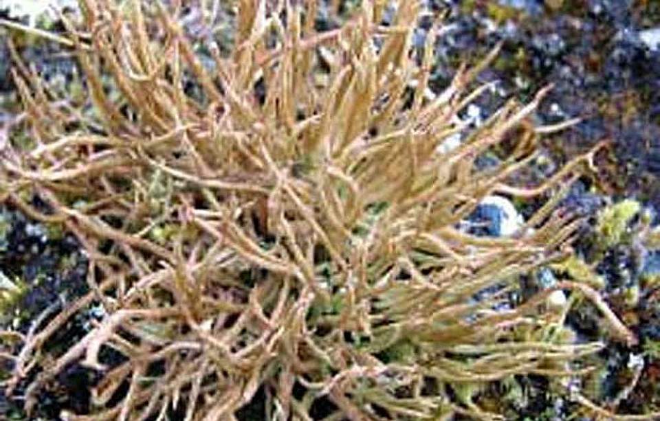 Alaska species lichens Smooth Cladonia 2