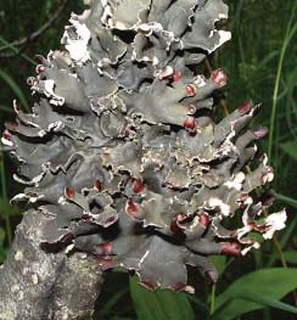 Alaska species lichens Tree Pelt Lichen