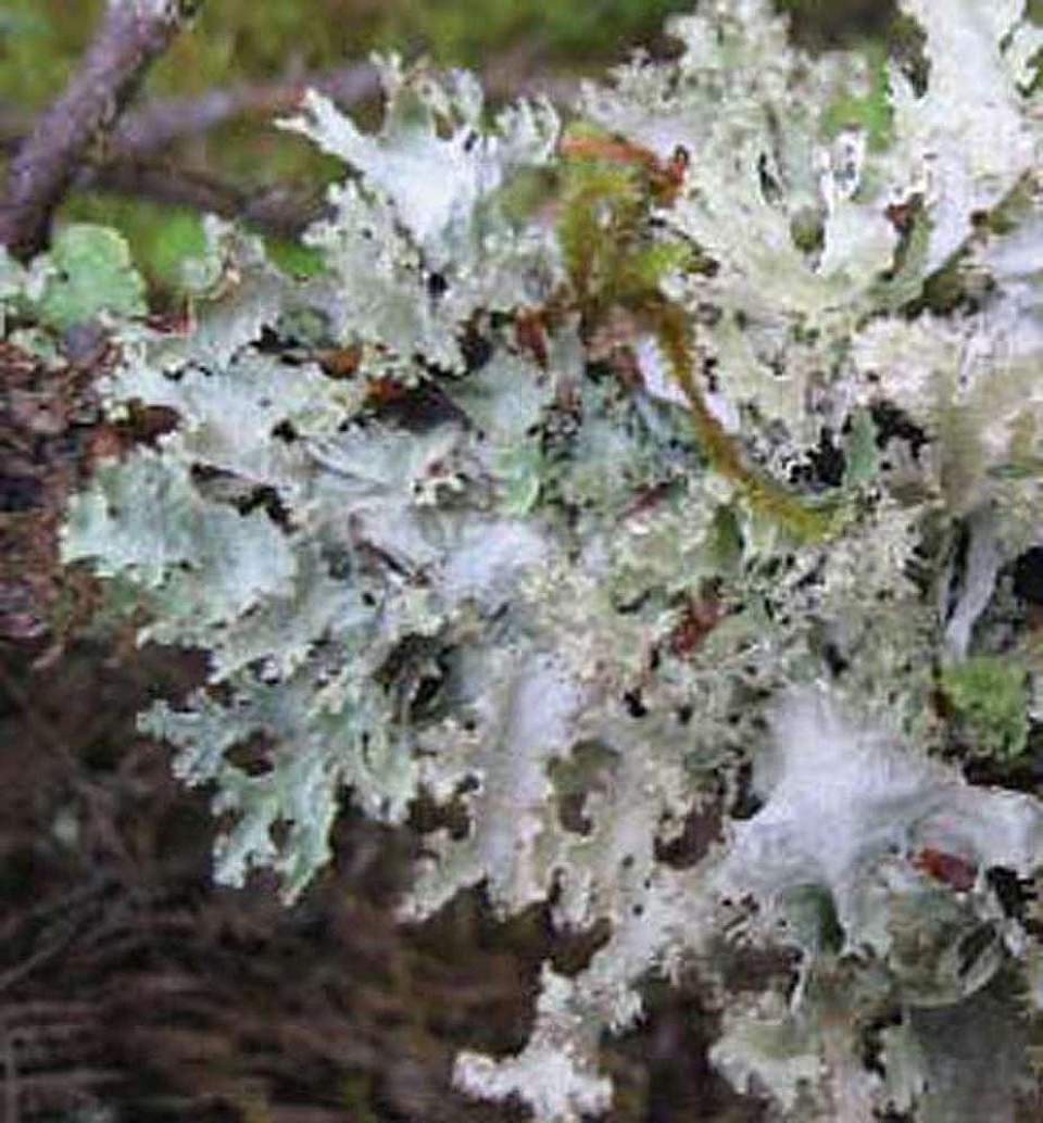 Alaska species lichens Varied Rag Lichen