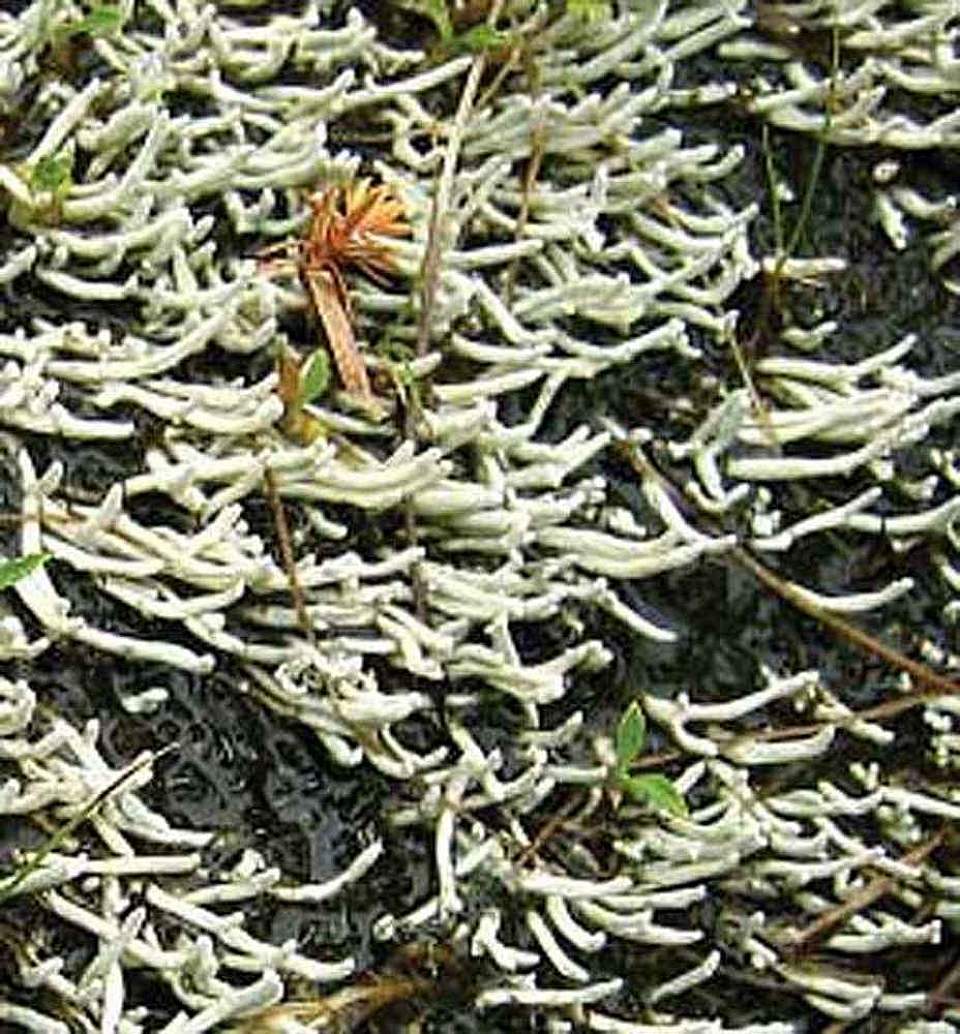 Alaska species lichens Waterfingers