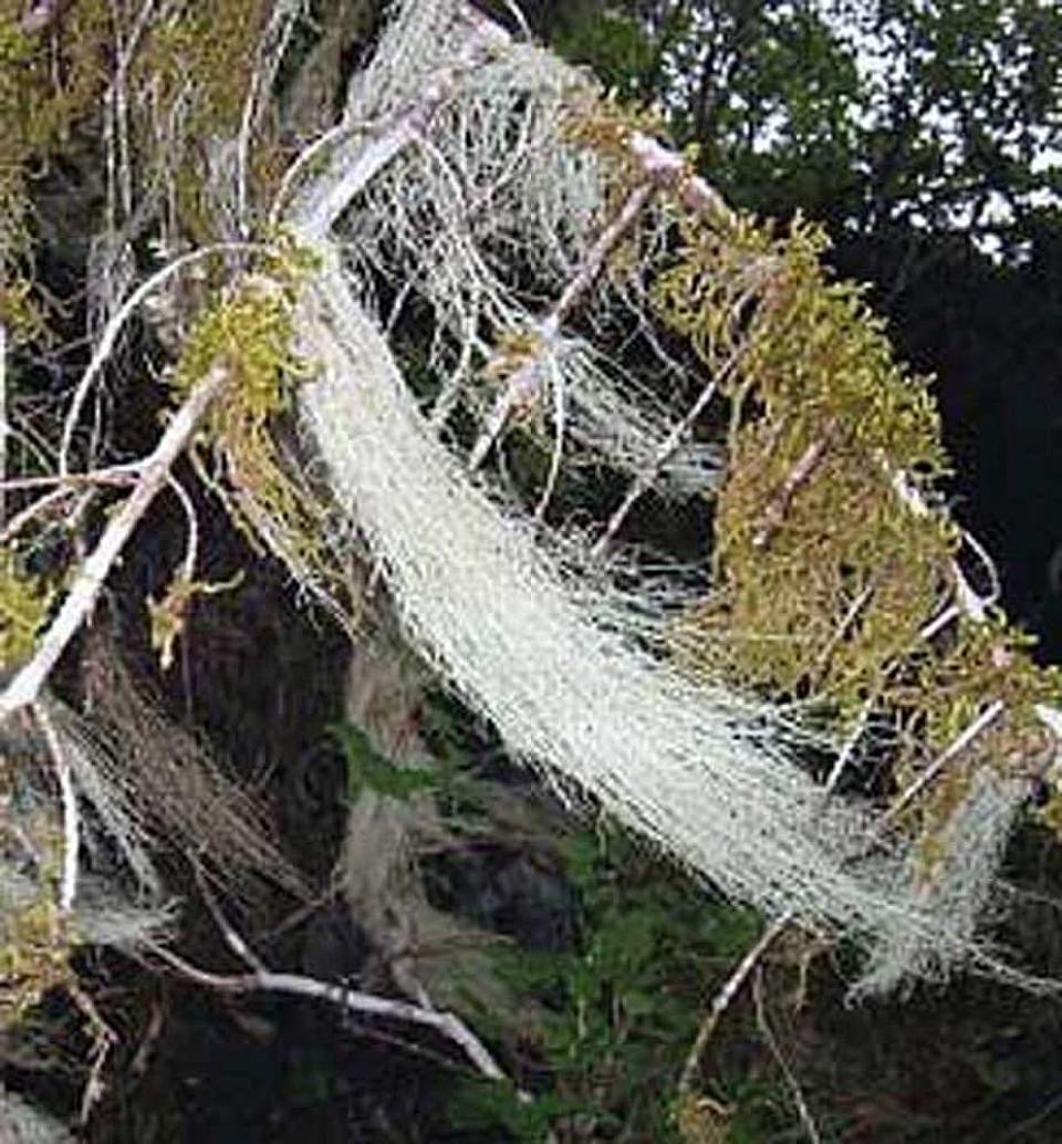 Alaska species lichens Witchs Hair