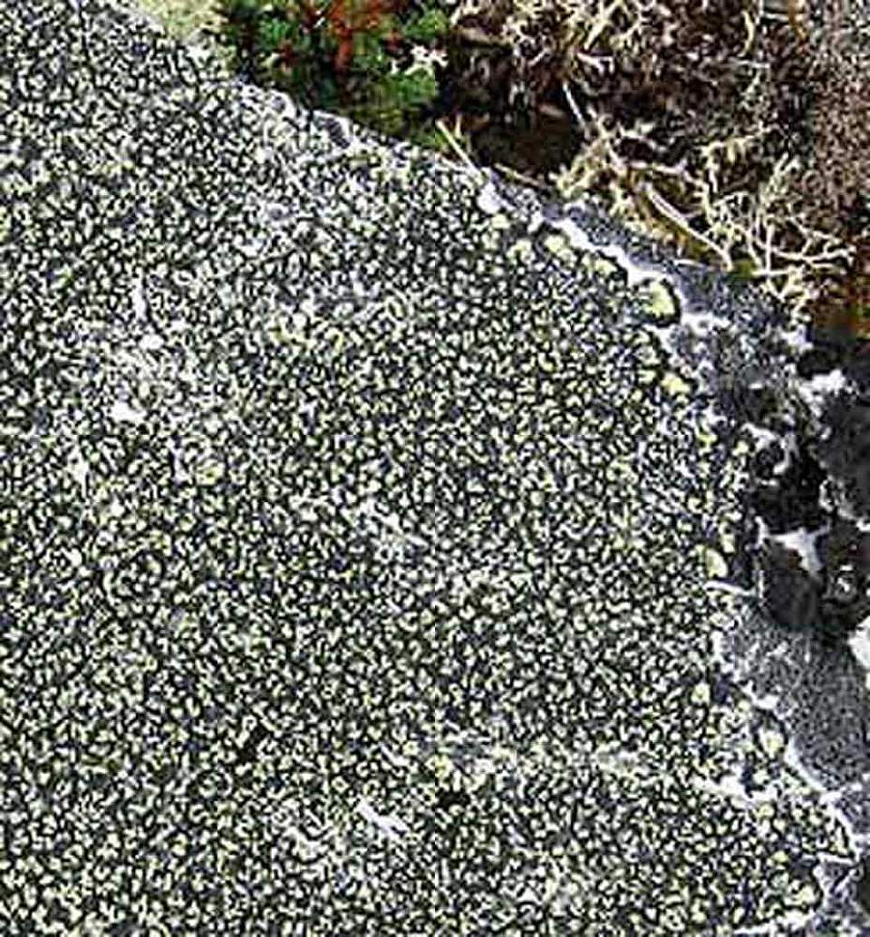 Alaska species lichens Yellow Map Lichen