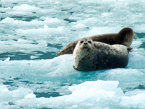 Bearded Seal