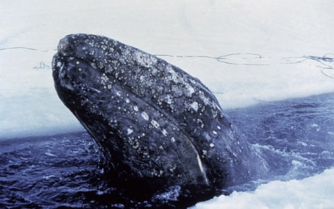 Gray Whale