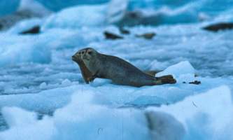 Alaska species marine mammals Harbor Seal Alaska Channel