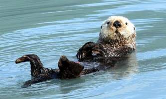 Alaska species marine mammals Sea otter D Alaska Channel