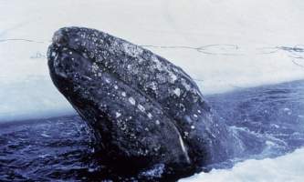 Alaska species marine mammalsgray whale