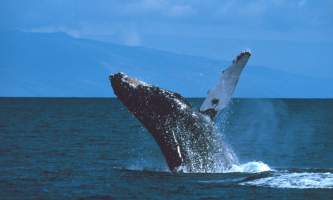 Alaska species marine mammalshumpback whale breaching
