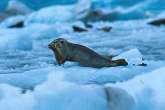 Alaska species marine mammals Harbor Seal Alaska Channel