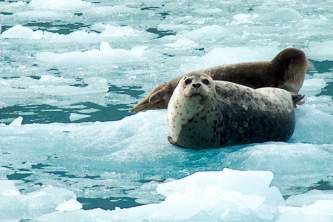 Alaska species marine mammals Harbor Seals AB Alaska Channel