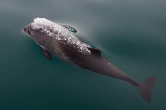 Alaska species marine mammals Harbor Porpoise
