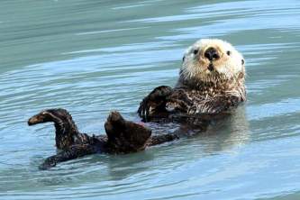 Alaska species marine mammals Sea otter D Alaska Channel