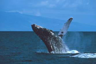 Alaska species marine mammalshumpback whale breaching
