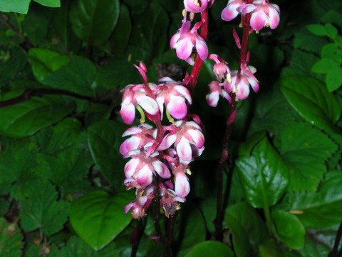 Plants flowers pyrola asaifolia flickr Flickr