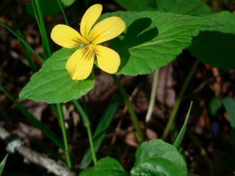 Plants flowers Viola glabella wikimedia commons Wikimedia Commons