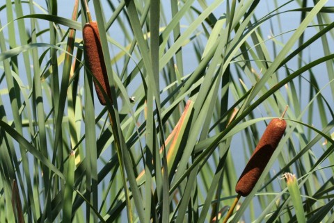 Plants flowers cattail wikimedia Wikimedia Commons