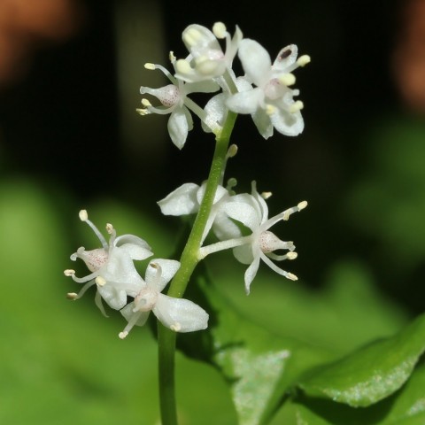 Plants flowers Maianthemum dilatatum wikipedia commons Wikimedia Commons