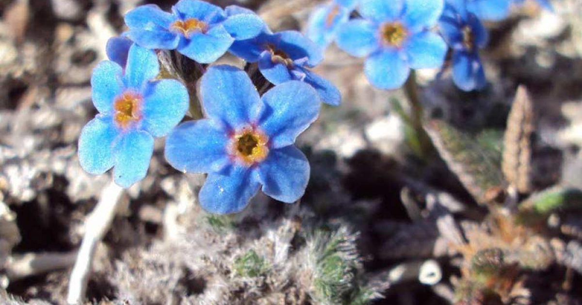 More Than One Kind of Forget-Me-Not: Wildflower Wednesday