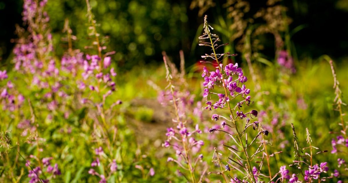 Fireweed