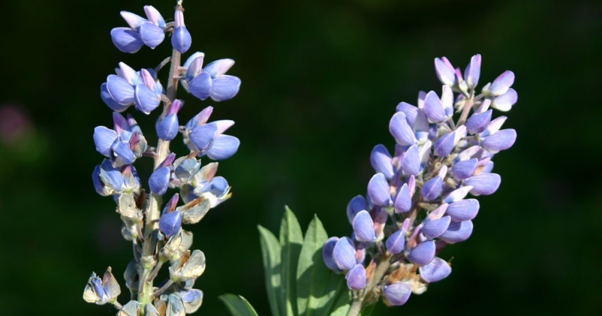 Nootka Lupine