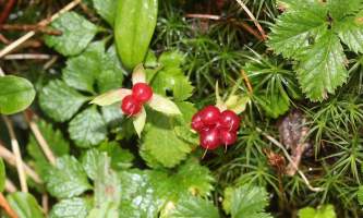 Rubus pedatus trailing raspberry