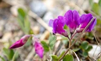 Alaska species plants flowers Beach Pea