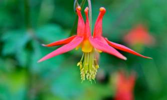Alaska species plants flowers Red Columbine